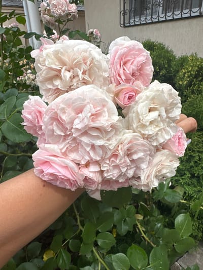 A close-up, outdoor shot captures a bouquet of light pink and white roses being held by a person's arm. The roses are fully bloomed with many delicate petals, some appearing slightly dewy. The person's arm is visible from the elbow down, with fair skin. In the background, lush green foliage and a light-colored building with a decorative window grate are present. The overall impression is one of a garden setting. The image is not specific to Armavir, Russia, and does not provide any visual cues to place it in that location.