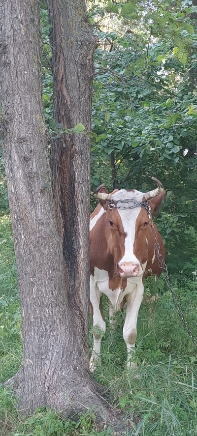 In Voronkiv, Ukraine, a brown and white cow stands in a grassy area with a chain around its neck. The cow is positioned behind a large tree trunk, partially obscuring its body. Lush green foliage and trees form the background, suggesting a rural or natural setting. The cow appears to be tethered, as indicated by the chain.