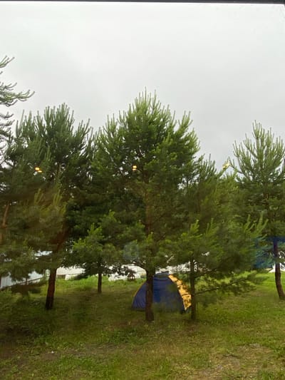 The image depicts a grassy clearing with several coniferous trees. A blue and yellow tent is pitched between the trees. The scene appears to be outdoors, possibly a campsite, given the presence of the tent and the natural setting. The sky is overcast, suggesting either early morning or late afternoon, or a generally cloudy day. There are no people visible in the image, nor any clear indicators of specific activities other than the implied camping. The image has a vertical orientation. The location is identified as Tyumen, Russia. There is no visible text in the image.
