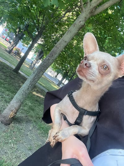 The media file is a portrait-oriented, close-up shot of a light-colored chihuahua held by an unseen person. The dog is wearing a black harness and is positioned in the foreground. Its head is turned towards the camera, and it appears to be looking slightly upwards with large, expressive eyes. The dog's ears are prominent and pointed. The background is blurred but shows greenery, suggesting an outdoor setting. Trees and grass are visible, with dappled sunlight filtering through the leaves. In the distance, there are hints of buildings and possibly park benches. The overall lighting suggests it is daytime, with bright sunlight. The dog's expression could be interpreted as curious or alert. The image is likely taken in a park or a similar outdoor recreational area. No visible text is present in the image.