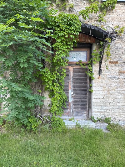 The image depicts the weathered wooden double doors of an old stone building in Keila-Joa alevik, Estonia. A black, scalloped awning with metal supports extends over the top of the doors, partially obscured by lush green ivy and leafy branches that climb the stone wall and drape over the awning. The stone wall itself is constructed of light-colored, roughly hewn blocks. To the left of the doors, a dense cluster of vibrant green leaves from a separate plant obscures a significant portion of the wall. The ground in front of the doors is covered in a thick, uneven layer of green grass with a few small weeds. The doors have visible horizontal slats and a metal handle. The window above the doors appears to have a frosted or textured pane with some faint abstract shapes visible within. The overall impression is one of an overgrown, somewhat neglected entrance to an historic structure.