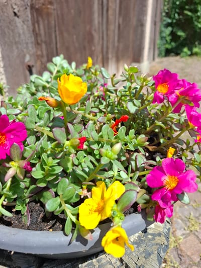 This media file is a close-up photograph of a planter filled with blooming purslane flowers. The planter is dark gray and appears to be made of a plastic material, with a rough, textured rim that shows signs of age or weathering, possibly a piece of driftwood or an old log. The purslane plants are densely packed, with fleshy green leaves and vibrant flowers in shades of bright pink and yellow, along with a few small red buds. The flowers are open and facing towards the light, revealing their delicate petals and stamen.
The background of the image is blurred, suggesting a shallow depth of field. To the left, a wooden surface with distinct planks is visible, possibly a deck or steps, bathed in sunlight. Further back, out-of-focus greenery and a textured, light-colored surface (perhaps a stone wall or pathway) can be seen. The lighting indicates it is daytime, with the sun casting shadows and highlighting the colors of the flowers. The overall impression is one of a sunny, outdoor setting, likely a garden or patio. The image does not contain any visible text. The context provided indicates this scene is in Klettgau, Germany.