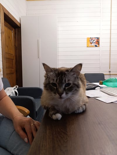 A fluffy, long-haired cat with a blue-eyed, tabby coat is lounging on a dark wooden desk in an office setting. The cat is in the foreground, with its face slightly blurred and its paws resting on the desk. Behind the cat, the desk is cluttered with office supplies, including a calculator, a keyboard, and papers with handwritten notes. A green plastic bottle is also visible on the desk. In the background, a white wardrobe stands against a white, paneled wall. A small, colorful painting of a cat's face hangs on the wall to the right. To the left, a wooden door with vertical panels is partially visible. A person's arm, wearing a bracelet and rings, is visible on the left side of the frame, resting on what appears to be a denim-covered chair. The overall scene suggests a casual office environment in Chernogolovka, Russia. The lighting is bright, indicating it could be daytime.