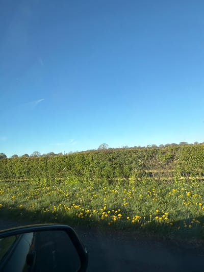 The image shows a view from a vehicle, likely a car, on a road near Framwellgate Moor, United Kingdom. On the right side of the frame, a side mirror of the vehicle is visible. Adjacent to the road is a field of green vegetation punctuated with numerous yellow flowers, likely dandelions. Beyond the field, a dense hedgerow or line of trees extends along the horizon. Above, the sky is a clear, light blue. There are no people visible in the scene. The environment suggests a rural or suburban setting.