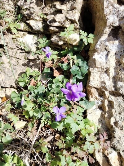 The image captures a close-up, sunlit view of small purple flowers and various green foliage growing amidst a textured, light-colored rocky surface. The scene appears to be a natural outdoor setting, possibly a rocky outcrop, wall, or hillside.
At the center and lower right of the frame, several small, vibrant purple flowers are visible, strongly resembling violets (genus *Viola*). There are at least three fully bloomed flowers, each with five petals, and one smaller bud or partially opened flower is visible towards the lower left. The petals display a rich violet hue. These flowers are supported by slender, reddish-brown stems.
The ground around the flowers is densely covered with different types of green leaves. Some are broad, somewhat heart-shaped or kidney-shaped, and a darker green, likely belonging to the violet plants themselves. Interspersed among these are lighter green leaves that are deeply lobed or compound, giving them a parsley-like or fern-like appearance. Some dried leaves, brown plant debris, and thin dry twigs are also scattered on the ground, indicating a natural, somewhat unkempt environment.
The background and parts of the foreground are dominated by a rough, uneven rocky surface, likely limestone, characterized by its light, somewhat yellowish-beige color and pitted, weathered texture. In the upper right section of the image, a dark, recessed cavity or crevice is visible within the rock, adding depth and shadow to the composition. The harsh sunlight creates strong contrasts, illuminating the plants and rocks brightly and casting distinct shadows, particularly on the rocky surfaces, suggesting it is daytime, possibly mid-morning or afternoon.
No human activity or specific event is taking place; the image is a still life of natural elements. There is no visible text. The overall impression is one of delicate wildflowers thriving in a rugged, stony habitat under bright, natural light.