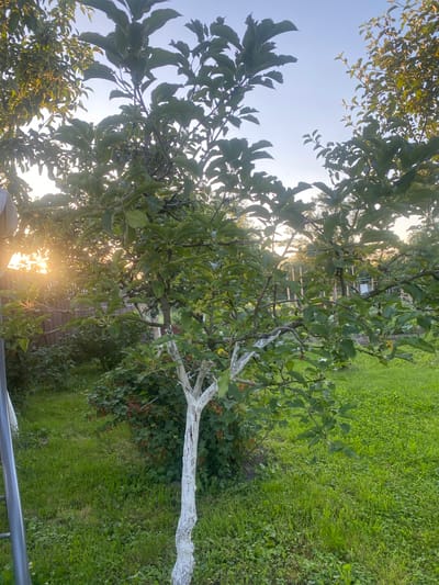 This image depicts a backyard scene in Uhornyky, Ukraine, during the golden hour. In the foreground, a young fruit tree, possibly an apple tree, stands with its trunk painted white, a common practice to protect it from pests and sun scald. The tree is laden with green leaves and some small red berries. To the left of the tree, a bushy plant with red berries is visible. The background features a wooden fence, more greenery, and a clear sky with the sun setting, casting a warm glow and visible sunbeams through the foliage of the trees. The ground is covered in lush green grass and clover. The image appears to have been taken on a warm, clear evening in a rural or suburban setting. There are no people or animals present in the frame.
