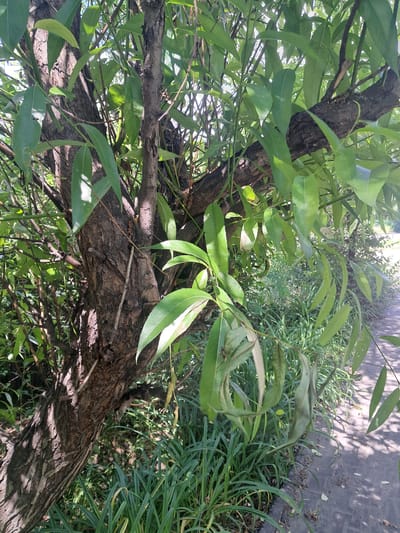 The image shows a close-up view of a tree trunk and its branches, overgrown with lush green leaves. The tree bark is rough and textured, with visible crevices and a dark brown color. Sunlight filters through the leaves, casting dappled shadows on the trunk and the surrounding grass. In the background, tall green grass and some other plants are visible, suggesting an outdoor setting. To the right, a paved surface, possibly a sidewalk or a path, is partially visible, with shadows from the tree branches falling upon it. The leaves are elongated and pointed, characteristic of willow trees. Some leaves appear slightly wilted or curled, particularly in the mid-right section of the image. The overall impression is one of a natural, unmanicured environment, likely a park or a garden. There is no visible text in the image. The lighting suggests it is daytime, with the sun positioned to create strong contrasts between light and shadow. The setting is identified as Kamianske, Ukraine.