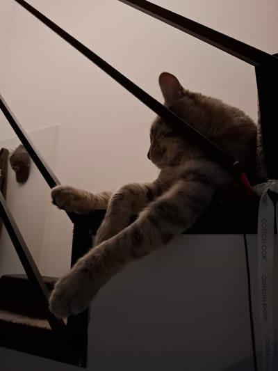 An orange tabby cat is resting on a white surface next to a dark railing, its body angled to the right. The cat's front legs are extended, with one paw dangling over the edge. The background is a plain, light-colored wall. The scene appears to be an indoor staircase. There are no people visible in the image. The location is not specified in the image.