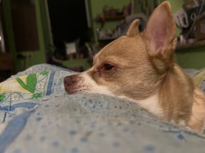A tan and white chihuahua dog is resting on a blue and white patterned blanket. The dog's head is turned to the left, with its eye looking forward. The background is blurred, but appears to be a room with shelves and objects. The image was taken at an unknown location in Sevastopol, Ukraine.