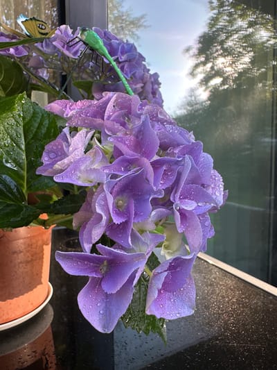 A close-up shot shows a cluster of vibrant purple hydrangea flowers adorned with numerous water droplets, indicating recent rain or watering. The flowers are a deep shade of purple with hints of lighter hues and some with pale green centers. They are part of a plant in a terracotta pot, which sits on a dark, reflective surface, possibly a windowsill or balcony railing. To the left of the flowers, a bright green dragonfly-shaped garden ornament is perched on a stem, and further back, a yellow butterfly ornament is visible. The background features a window with a reflection of trees and a bright sky, suggesting an outdoor setting. The overall lighting indicates it is daytime, with sunlight filtering through the foliage. The scene is located in Krefeld, Germany.