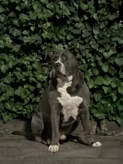 A medium-sized, short-haired dog with gray and white markings is lying down, possibly on a stone or concrete surface. The dog is positioned next to a patch of green ivy. The location of the image is not provided.