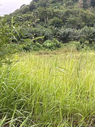 The image depicts a lush, verdant landscape dominated by tall, green grasses in the foreground. Behind the grasses, a dense, tropical forest covers a hillside, with palm trees interspersed amongst the foliage. The sky is overcast, suggesting a humid or rainy day. The scene appears to be in a rural or natural area, possibly on the outskirts of Kathu, Thailand, characterized by its abundant vegetation and hilly terrain. There are no people or specific structures visible in the image, giving it a natural and undeveloped feel.