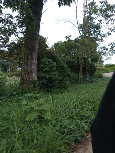 The scene depicts an overgrown, natural environment in Kandenuwara, Sri Lanka. The foreground is dominated by dense green grass and various broad-leaved plants. On the extreme right, a dark, featureless fabric, possibly part of clothing, partially obscures the view. A narrow strip of what appears to be a dirt or gravel path is visible at the bottom right edge.
In the midground, a large, thick tree trunk with rough, dark bark stands prominently on the left, with vines spiraling up its surface. Immediately behind it and extending right is a dense mass of dark green foliage, forming a thick line of bushes and smaller trees. Further to the right, a thinner, lighter-barked tree with sparse green leaves is visible, along with additional background foliage. The sky above is bright and overcast. No individuals, explicit actions, or specific man-made structures are definitively discernible beyond the potential path edge and background vegetation.