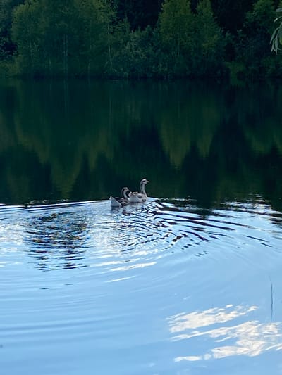 The image depicts a scenic view of a body of water, possibly a lake or river, with a dense forest on its left bank. The water surface is rippled, suggesting movement or a slight breeze. On the right side of the image, the water reflects the sky, which appears bright and possibly partly cloudy, indicated by the white, diffused light patches. A small, light-colored object is partially submerged in the water, creating concentric ripples around it. This object appears to be an animal, possibly a bird or a small mammal, with its head and a portion of its body visible. The trees on the left bank are lush and green, indicating a temperate climate and possibly a time of year with active vegetation growth, like summer or late spring. The reflection of the trees in the water is visible as a dark, blurry mass, contrasting with the lighter tones of the sky's reflection. The overall scene evokes a sense of tranquility and nature. No people or text are visible in the image. The time of day is likely daytime, given the brightness of the sky's reflection, and the weather appears to be pleasant. The location context provided is Novyi Ural, Russia, which aligns with the presence of a forest and a water body.