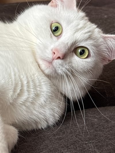A close-up, eye-level shot captures the face of a white cat with bright green eyes. The cat is lying down, with its head tilted and its body partially visible. The background is a dark, textured surface, possibly a sofa or blanket. The lighting is soft, highlighting the cat's fur and the delicate details of its whiskers and nose. The image does not provide any information about the location in the city of Vysokoye, Russia.
