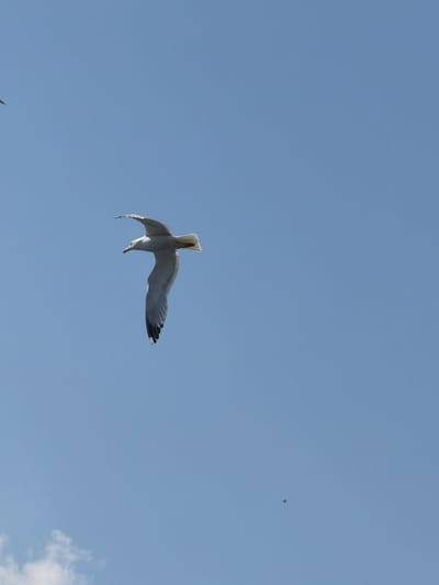 A solitary seagull is captured in mid-flight against a clear, pale blue sky. The bird is positioned in the center-left of the frame, its wings outstretched and slightly angled. The seagull's body is predominantly white with subtle grey markings on its wings. Its beak is pointed forward, and its eye is visible. A faint, distant cloud is visible in the lower left corner, and a tiny dark speck, possibly another bird or an insect, is discernible in the mid-right area of the sky. There are no discernible landmarks or indications of a specific location within Beyoğlu, Turkey, as the image focuses solely on the bird and the sky.