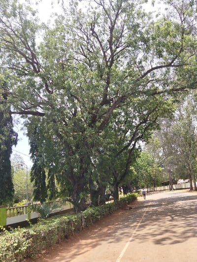 This image captures an outdoor environment in Waa Ngombeni ward, Kenya, under clear daylight. A large, mature tree with a thick trunk, numerous gnarled branches, and dense green foliage dominates the left and central portions of the frame, extending into the midground. To the left of the dirt road, a neatly trimmed green hedge borders a light-colored balustrade with green detailing. Behind the balustrade, several smaller plants, including at least one palm-like specimen, are visible. A tall streetlamp pole is situated behind the balustrade on the left. The foreground and midground feature an unpaved, reddish-brown dirt road with a faint white line running parallel to the hedge. Shadows from the trees are cast across the road. In the midground, a single individual is walking away from the camera on the road, clad in a light-colored top and dark trousers. A line of varied trees extends along the right side of the road into the background, with distant, lighter-toned vegetation and potentially low structures beyond them. The sky is bright and unobstructed.