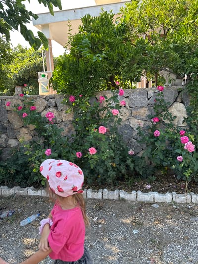 In Fethiye, Turkey, a young girl wearing a pink t-shirt and a pink hat adorned with strawberries is captured from a high angle. She is bending down, her hands are clasped together, and she appears to be reaching for something on the ground. The scene is set outdoors, with a stone wall covered in lush green foliage and blooming pink roses forming the backdrop. To the left of the wall, a leafy tree with green leaves is visible, and in the far background, parts of a building with a beige roof are discernible. To the right of the girl, a gravel path is present, with a discarded plastic water bottle lying on it. The lighting suggests it is daytime, with sunlight casting shadows. The overall atmosphere seems peaceful and observational. There is no discernible text in the image.