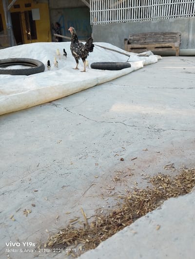 The image shows a concrete courtyard in Kecamatan Anjatan, Indonesia. A black and white hen stands on the concrete. Several chicks are in the foreground, with their backs turned to the viewer. To the left, a white tarp is partially rolled up on the ground. Two tire rims, one on each side of the tarp, are in the background. A wooden bench is in the background, in front of a wall and a gate. Dried leaves are strewn across the concrete.