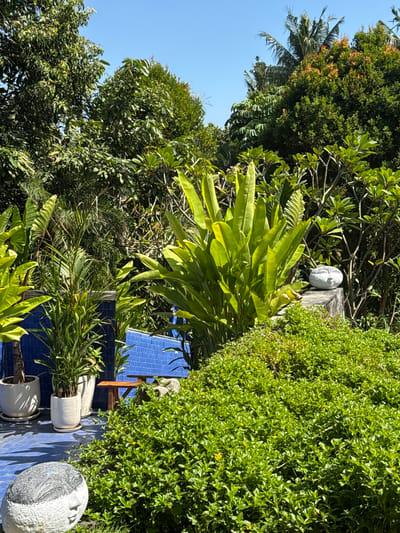 In Mengwi, Indonesia, a lush, sun-drenched courtyard features vibrant greenery and blue tiled elements. A cluster of tall, leafy plants dominates the center, with a smooth, grey, face-shaped sculpture resting on a stone ledge to their right. In the foreground, a similar face-shaped sculpture sits near a densely planted area of low-lying green bushes dotted with tiny yellow flowers. To the left, three white planters hold various green plants, and a portion of a blue tiled wall is visible. A small wooden table and chair are situated behind the plants and in front of the blue tiled wall. The scene is set against a backdrop of dense tropical foliage and a clear blue sky.