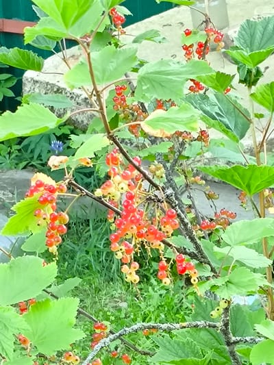 This is a close-up, eye-level, outdoor shot of a red currant bush with ripe red berries and some green, unripe berries. The bush is situated in the city of Novonikolskoye, Russia. The background consists of green foliage, a light-colored stone wall, and a dark green fence. The focus is on the clusters of bright red berries hanging from thin branches, interspersed with large, green leaves. Some of the berries are still yellowish-green, indicating they are not fully ripe. The lighting suggests a bright, possibly sunny day.