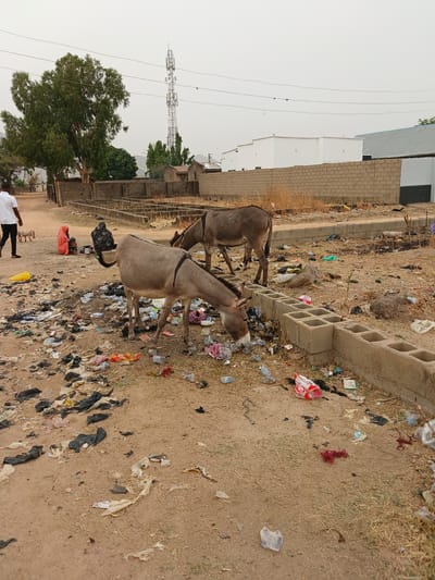 The image shows an outdoor scene in Bauchi, Nigeria, characterized by trash strewn across a dirt ground. Two donkeys stand amid the refuse, with one appearing to forage through it. Two women are sitting on the ground, one wearing a black patterned cloth and another in an orange garment. A man in a white shirt and black pants is seen walking in the lower foreground. In the background, buildings and a telecommunications tower are visible, as is a tree. The environment is dusty and appears to be a low-income residential or commercial area.