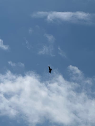 A single bird is captured in flight against a backdrop of a cloudy blue sky. The bird, silhouetted against the lighter sky, appears to be a raptor with its wings outstretched in a soaring motion. The clouds are scattered and varied in density, with some appearing wispy and others more solid and voluminous. The scene is devoid of any terrestrial elements, focusing solely on the aerial subject and the sky.