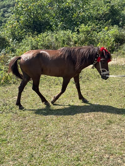 A dark brown horse stands in a grassy field in Bắc Hà, Vietnam. The horse is adorned with a decorative red and white bridle. It appears to be tethered by a rope. A dense thicket of green foliage borders the field. The ground is covered with grass and scattered vegetation. The shadow of the horse and possibly an unseen person stretches across the field.