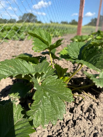 The image shows a close-up view of strawberry plants growing in dry, cracked soil. A chain-link fence and red wooden posts are visible in the background, suggesting a cultivated area, possibly a garden or farm. The sky is blue with scattered white clouds. The scene appears to be outdoors in a rural or suburban setting, likely Luka, Ukraine, given the context. There are no people or animals visible in the image. The focus is on the detailed texture of the strawberry leaves and the soil.