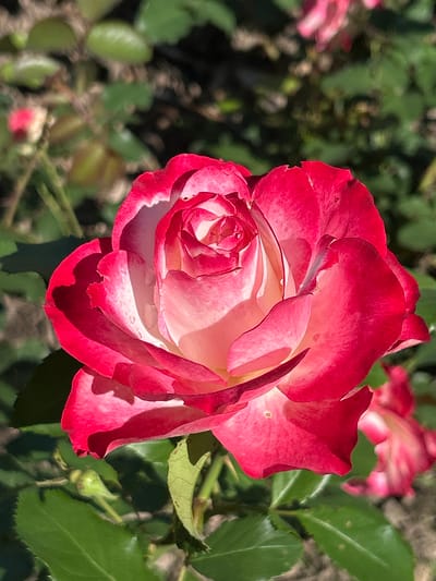 This media file features a close-up, eye-level shot of a vibrant rose in bloom. The rose is the primary subject, showcasing a gradient of color from deep red at the edges of its petals to a creamy white at its center. The petals are layered and curled, revealing the intricate structure of the flower. Small water droplets are visible on some of the petals, suggesting recent rain or dew.

The rose is set against a backdrop of out-of-focus green foliage and other blurred roses, hinting at a garden or natural setting. The lighting suggests it is daytime, with the sun casting shadows and highlighting the textures of the petals. The overall mood is peaceful and natural, emphasizing the beauty of the flora.

There are no people or visible text in the media file. The location context of Montreal, Canada, is provided but not visually indicated within the image itself. The scene is a solitary rose, possibly part of a larger rose garden, captured in natural light. The focus is sharp on the main rose, drawing attention to its detail and delicate beauty.