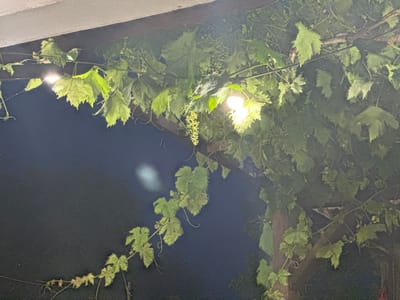 A nighttime image shows grapevines growing under a wooden pergola or overhang. Two circular light fixtures, one on the left and one in the center-right, illuminate the scene, casting a greenish glow on the leaves. The background is a dark, blurry night sky. The grapevines are lush and green, with some smaller clusters of nascent grapes or flowers visible. Tendrils of the vines curl around the branches and the support structure. The overall impression is one of natural growth illuminated by artificial light. The location is the village of Durankulak, Bulgaria.