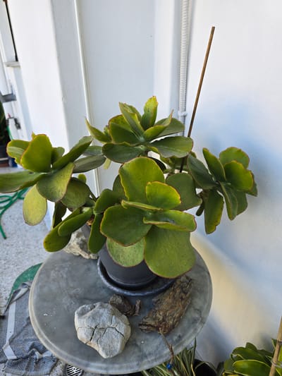 An outdoor scene in Athens, Greece, features a potted succulent plant with thick, rounded green leaves, some with red-tinged edges. The plant is positioned on a round, gray, stone-like table. Several decorative elements are placed on the table: a large, light-colored, cracked rock, a piece of weathered wood, and a thin, brown wooden stake supporting the plant. Behind the table, a white wall with a textured surface runs vertically. A light-colored conduit runs up the wall. To the left of the table, a green hose is visible, and a gray and white striped cloth is draped over what appears to be the edge of a surface. In the lower right corner, the foliage of another plant with striped leaves is visible. The lighting suggests it is daytime.