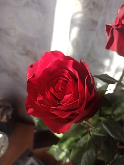 A close-up, high-angle shot focuses on a vibrant red rose in the foreground, its petals tightly unfurling to reveal a central spiral. Sunlight filters through a sheer curtain in the background, casting soft shadows and creating a bright, diffused light that highlights the rose's rich color and delicate texture. The rose is part of a bouquet, with out-of-focus greenery and another red rose visible to the right. The lower left corner of the image shows a blurred brown surface, possibly a wooden table, with a glimpse of a reflective object and a dark, rectangular object that could be a phone. The scene is indoors, with a soft, diffused light that suggests a domestic setting. There is no discernible location in the city of Kryvyi Rih, Ukraine.