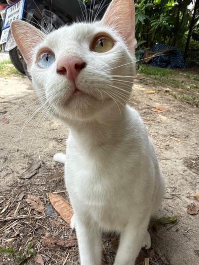 A close-up shot captures a white cat with heterochromia, featuring one blue eye and one amber eye, looking directly at the camera. The cat's face is positioned prominently in the foreground, with its whiskers extending outwards. Behind the cat, a blurred background includes lush green foliage, suggesting an outdoor setting likely in a tropical or subtropical environment, consistent with its presumed location in Koh Phangan, Thailand. The ground beneath the cat appears to be a dirt or gravel path, scattered with dry leaves and twigs. A portion of a motorcycle with a license plate is visible on the left side of the frame, further indicating an outdoor, possibly urban or semi-urban, environment. The overall lighting suggests daylight conditions.