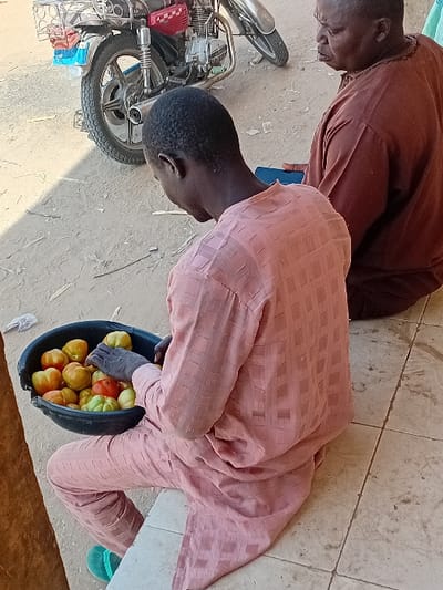 In the city of Ayama, Nigeria, two males are situated outdoors on a surface transitioning from light-colored tile to dusty brown earth. A younger male, dressed in a light peach-colored, subtly checkered, long-sleeved tunic and trousers, sits cross-legged on the tiled section. His hands are positioned within a black plastic basin holding approximately 15-20 large, irregularly shaped tomatoes of yellow, orange, and green coloration, indicating a sorting action. A green flip-flop is visible on his left foot. To his right, an older male, wearing a loose-fitting, reddish-brown traditional garment with neck embroidery, is seated on the ground. He holds a dark blue rectangular device in his lap and directs his gaze towards the first individual. In the upper left background, a silver and red motorcycle, featuring a rear rack, a prominent exhaust pipe, and a knobby rear tire, is partially visible on the dusty ground. The scene is illuminated by daylight.