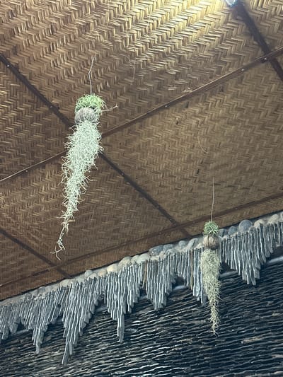 The image shows a ceiling of a building with two distinct sections. The left side is covered with woven bamboo, with a pattern of alternating light and dark brown segments creating a herringbone effect. Diagonal wooden beams, likely supporting the structure, are visible. Hanging from one of these beams by a thin white thread is a plant, possibly an air plant or Spanish moss, with a spherical base and delicate, stringy tendrils extending downwards and to the left.
The right side of the ceiling is dramatically different, with a textured surface composed of many dark, thin, rectangular or slate-like pieces arranged horizontally in overlapping rows. These pieces protrude outwards, creating a rugged, layered appearance. Some rounded stones are interspersed along the edge where the bamboo meets this dark material. Another plant, similar to the first, is hanging from this section, suspended by what appears to be a light-colored string or thread. This plant also has a spherical base and wispy, pale green or whitish tendrils.
The lighting suggests it is daytime, with a bright light source visible in the upper left corner, casting a warm glow on the bamboo. The overall impression is of a natural, perhaps tropical, setting given the materials used for the ceiling construction and the hanging plants. The image is taken from a low-angle looking upwards. There is no text visible in the image.