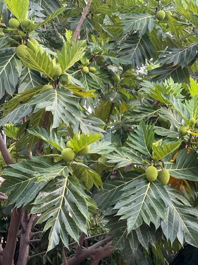 The image shows a close-up view of a breadfruit tree with several green breadfruits developing on its branches. The leaves are large, dark green, and deeply lobed, with prominent yellow veins. The breadfruits are round to oval, with a bumpy, spiky surface. The tree appears to be growing in an outdoor environment, possibly a garden or park. There are no people or animals visible in the image. The overall impression is of a lush, tropical setting, consistent with the climate of Siem Reap, Cambodia. The image is taken from a medium distance, capturing a good portion of the tree's foliage and fruit.