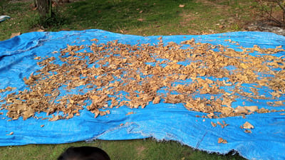 In a grassy area, a blue tarp is spread on the ground, covered with dried leaves. The tarp is positioned horizontally, with the foreground lower than the background. To the left, a tree trunk is visible, and further back, a section of scorched earth with some debris is present. In the bottom left corner of the image, the back of a person's head and shoulders are visible, suggesting they are observing the scene. The overall impression is one of an outdoor drying or preparation process.