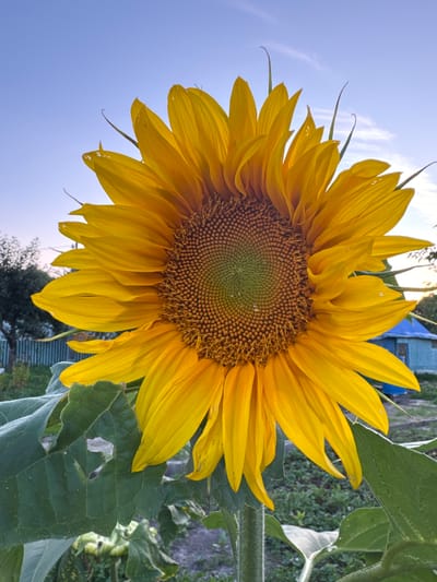 A close-up, vertical, outdoor shot shows a large, fully bloomed sunflower dominating the frame. The sunflower's yellow petals, tinged with orange at their bases, surround a tightly packed, circular center filled with seeds. Dewdrops are visible on some petals and within the seed head. The background is a soft-focus blend of green foliage, a grey and white striped fence, and a small blue building with a darker blue roof. The sky above is a gradient of pale blue to a lighter hue near the horizon, with wispy white clouds. The scene appears to be set in a garden or rural area, consistent with the outskirts of Lysaya Gora, Russia, during daylight hours. No people are present in the image.