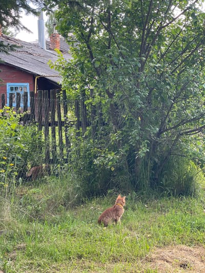The image depicts a rural scene in Заречный, Russia, likely during daytime with natural light filtering through the trees. The focus is on a ginger cat with a yellow collar sitting in tall green grass, facing away from the camera and towards a wooded area. To the left, a rustic, weathered wooden house is partially visible. It has a corrugated metal roof, a brick chimney, and a blue-trimmed window. A wooden fence runs alongside the house, partially obscured by dense foliage. The overall atmosphere is serene and natural, suggesting a peaceful moment in a countryside setting. No text is visible in the image.