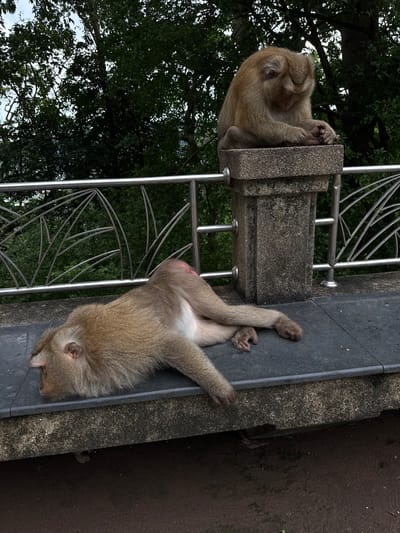 Two monkeys are present on a ledge in Ratsada, Thailand. One monkey is lying down on its side, facing left, with its head resting on the ledge. Its arms are crossed in front of it. The second monkey is sitting on a concrete pillar to the right, facing down with its hands clasped. Both monkeys are light brown in color and appear to be relaxed. Behind them is a metal railing with a decorative pattern, and beyond that, lush green trees and foliage. The ground in the foreground is dark and appears to be dirt or gravel. The sky above is overcast.