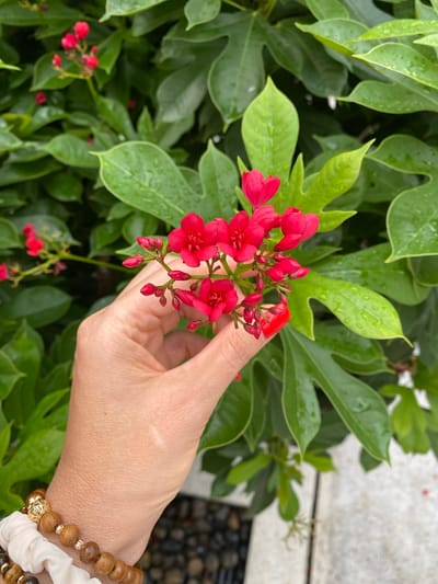 A person's hand, with red nail polish, is holding a cluster of small red flowers against a backdrop of lush green leaves. The leaves appear to be wet, suggesting recent rain or dew. The person is wearing bracelets on their wrist. The scene appears to be outdoors, possibly in a garden or park setting. The location is identified as Pattaya City, Thailand.