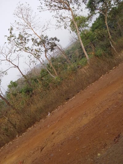 The image depicts an unpaved, reddish-brown dirt road leading uphill from the lower right to the upper left, within the city of Ankpa, Nigeria. The road surface is composed of packed earth with scattered small stones. To the left of the road, a dense line of tall, dry, yellowish-brown grass and reeds forms a boundary. Beyond this vegetation, a mix of deciduous trees with bare branches and evergreen trees with green foliage are visible, indicating varied vegetation on a sloping terrain. The background reveals a hazy or overcast sky above a distant, tree-covered hillside. A single, upright white plastic bottle is situated on the left edge of the dirt road, adjacent to the dry grass. No human activity, vehicles, or structures are present.