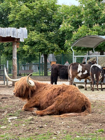 The scene depicts a pen of cattle, specifically Highland cattle, at the Escher Déierepark in Esch-sur-Alzette, Luxembourg. In the foreground, a large, brown Highland cow rests on the ground, its long, shaggy hair partially obscuring its face. Its prominent curved horns are visible. Behind it, several other cattle, including some with spotted coats, stand near a metal feeder. A wooden structure with a shingled roof is visible on the left, partially obscured by a leafy tree. A metal fence runs along the background, separating the cattle from a residential area with houses visible in the distance. The ground is a mix of dirt, gravel, and some patches of grass.