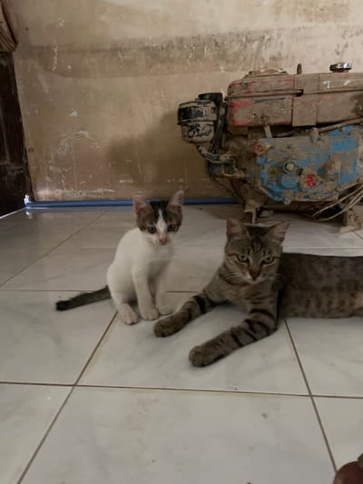 The image depicts two domestic cats, an adult and a kitten, resting on a tiled floor in what appears to be an indoor or semi-enclosed space. The larger cat, a tabby, is lying down with its paws extended forward, looking directly at the camera. The kitten, predominantly white with brown markings on its head and tail, is sitting upright a short distance away, also facing the camera. Behind the cats, a heavily soiled engine, possibly a generator, is visible against a rough, textured wall. The environment suggests a utilitarian or perhaps slightly neglected setting. The presence of the engine and the general condition of the wall and floor indicate a location that is not primarily focused on domestic comfort, and the absence of any clear street views or landmarks makes it impossible to pinpoint this as being in Kota Kuala Simpang, Indonesia.
