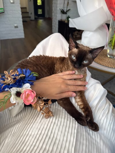 The image shows a close-up of a person's arm and a brown cat with blue eyes. The cat is lying on a white, pleated surface, possibly a dress or fabric. The person's hand is resting on the cat's body, and the arm is adorned with a wrist corsage made of artificial flowers, including pink, white, and blue blooms, along with some dried floral accents. The background is blurred but suggests an indoor setting with wooden flooring and some decorative elements. The lighting appears to be natural, possibly from a window. The overall mood is calm and intimate.