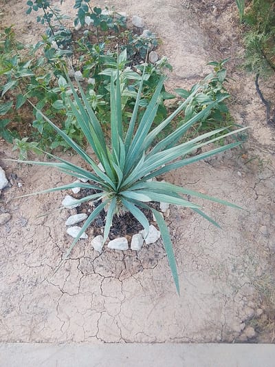 The image shows a yucca plant growing in dry, cracked earth. The plant is centered in the frame, with its long, spiky leaves fanning out. It is surrounded by several small, light-colored rocks. In the background, there are other plants, including some with broad green leaves and some with needle-like foliage. The ground appears to be sandy or dusty, with visible cracks indicating dryness. The overall impression is of a plant in an arid or semi-arid environment. The location is identified as Dzhumabazar, Uzbekistan.