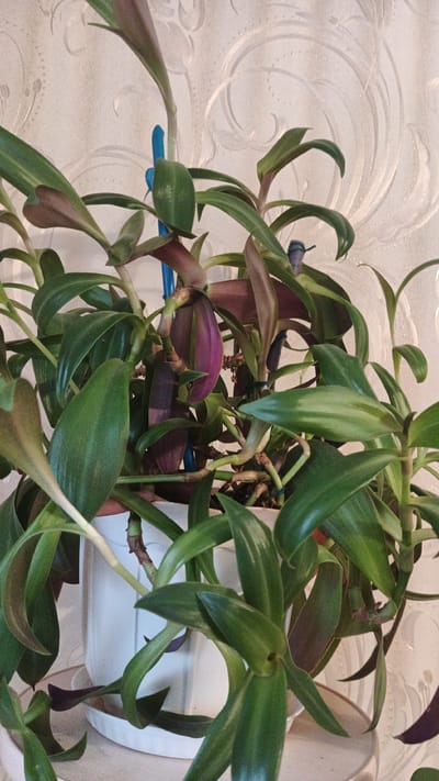 This image shows a close-up view of a potted plant with green and purple leaves. The plant is in a white pot with a white saucer. The background is a textured wallpaper with a light-colored, patterned design. There are no people or animals visible in the image. The lighting appears to be artificial, casting soft shadows. The scene is indoors. The image does not contain any information about its location in the city of Kryvyi Rih, Ukraine.