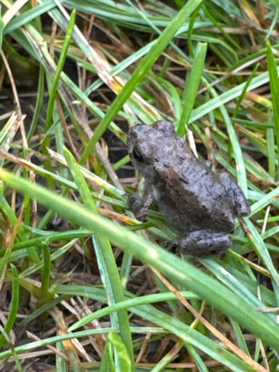A small, dark-colored frog sits on damp green grass. The frog is positioned slightly to the right of the center of the frame, with its body oriented diagonally from upper left to lower right. Its skin appears textured and wet, with darker markings. The background is a dense arrangement of green grass blades and some dried, brown grass. The lighting suggests an outdoor environment, possibly overcast or shaded, as there are no strong shadows. The scene is a close-up view, focusing on the frog and its immediate surroundings. The image was taken in Michurinskoye, Russia.