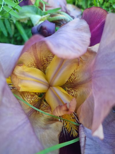 The image is a close-up, low-angle shot of the center of a purple and yellow iris flower. The flower's petals are soft and delicate, with the purple outer petals curling inwards to reveal the vibrant yellow interior. The yellow petals are marked with intricate brown and red veining, creating a complex and beautiful pattern. The stamens of the flower are visible as bright yellow threads, adding to the rich texture of the image.

The background is a blur of green grass, suggesting the flower is outdoors. A few blades of green grass are also visible cutting across the foreground and the flower itself. The lighting suggests it is daytime, with no discernible weather conditions. The focus is entirely on the intricate details of the iris, highlighting its natural beauty. There is no visible text in the image. The location context is Žygaičiai, Lithuania, which implies the image was taken outdoors in a garden or natural setting within that region.